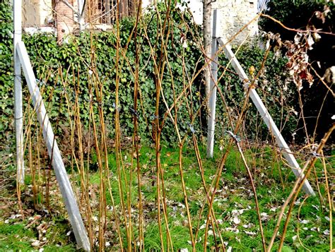 Image result for Winterizing Raspberry Plants