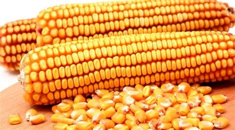 国家再次收紧玉米深加工产业-展会新闻-2023玉米深加工产业展-玉米加工展-玉米产业展-粮油展-粮油加工展