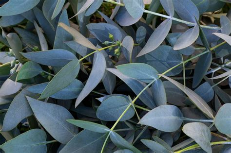 Do Dogs Like The Smell Of Eucalyptus - The Fit Pets