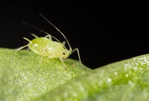 Glasshouse potato aphid - Biocontrol, Damage and Life Cycle