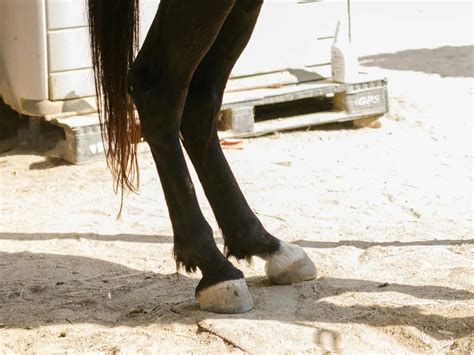 Horses with Pastern Leg Markings - The Equinest