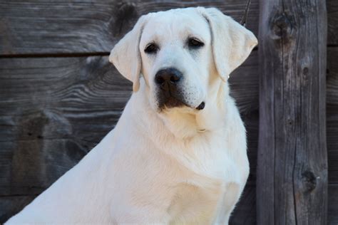 Moon Creek Labradors | AKC White English Labrador Retriever | Idaho