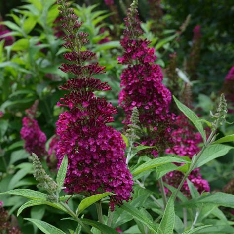 Grand Cascade Butterfly Bush | Plant Addicts