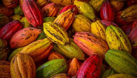 Zuci - Order Online | Jubilee Hills Hyderabad