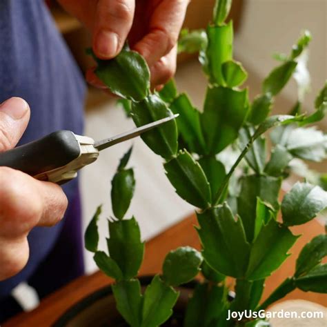 How To Keep A Cactus Plant Alive at Eva Brown blog