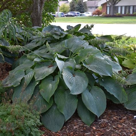 Empress Wu Hosta