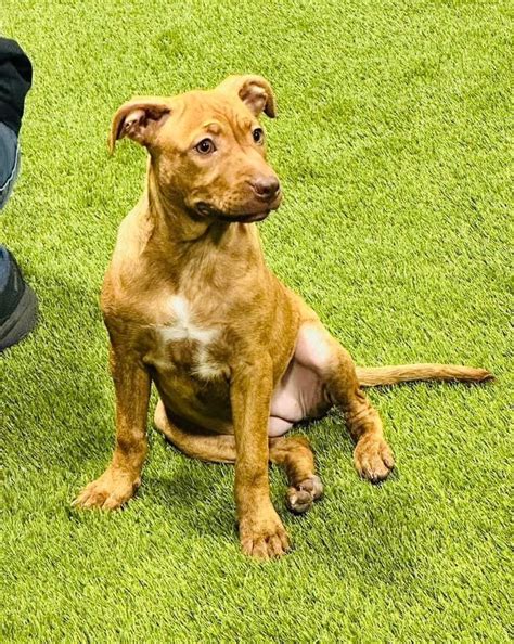 Just Paws Adoption Event, Just Paws Gourmet at Merle Hay Mall, Des ...