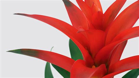 Red Bromeliad Plant Bromeliad | San Diego Zoo Animals & Plants