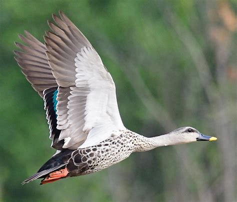 Indian Spot Billed duck | President of India