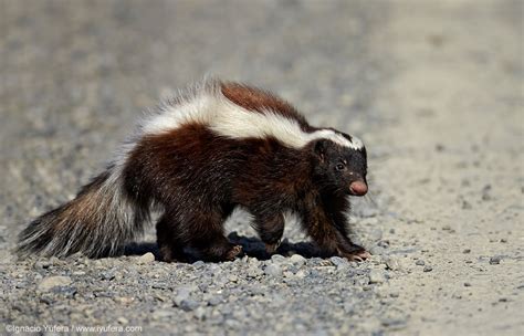 Milwaukee Wildlife Control:Are Skunks Immune to Snake Venom?