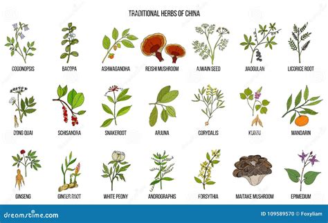 Chinese Traditional Medicinal Herbs Stock Vector - Illustration of ...