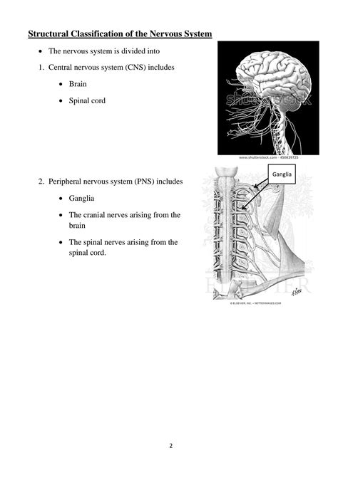 SOLUTION: Classification of nervous system - Studypool