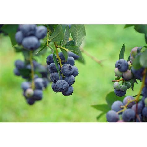 Pantry – Big Bear Farms