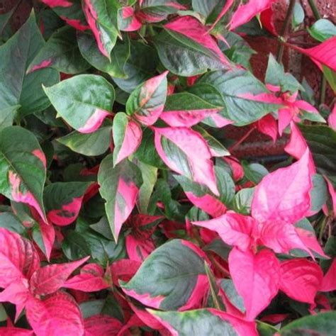 Joseph's Coat Shallow Water Plant - Pre-Order - Chalily Ponds & Gardens ...