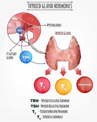 Image result for Thyroid Testing Algorithm