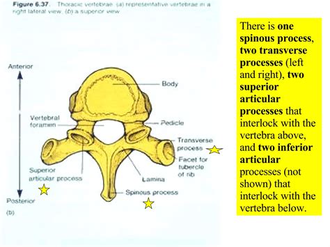 05 Axial Skeleton Vertebral Column And Thoracic Cage | PPT