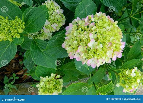 Big leaf hydrangea stock image. Image of leaf, flowers - 118393903