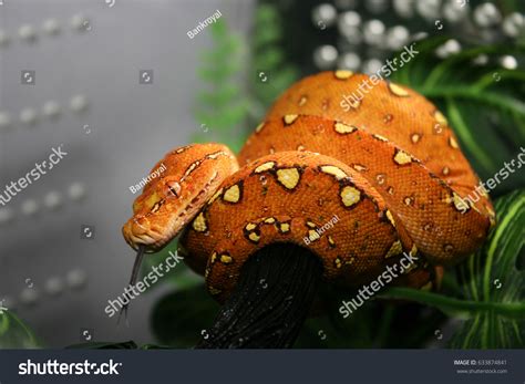 Image result for Green Tree Python Babies