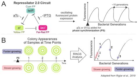 Single-Cell Technologies to Study Phenotypic Heterogeneity and ...