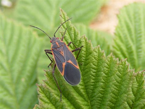 Boxelder Bugs Control by Planet Orange
