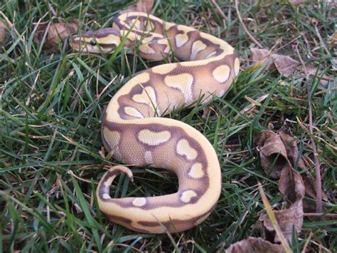 Image result for Ball Python vs Tiger
