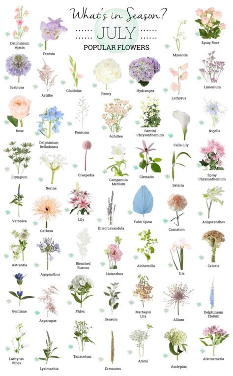 july flowers in season uk