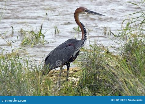 Goliath Heron (Ardea Goliath) Stock Image - Image of bird, africa: 40891789