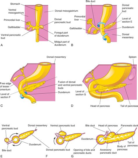 Understanding The Complex Embryonic Development Of The Pancreas