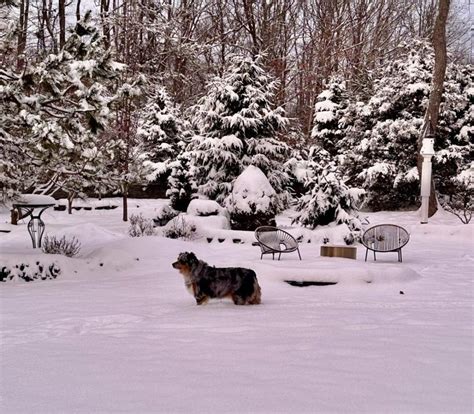 The Helen Keller Conspiracy — Innocent Or Harmful? – The Paw Print