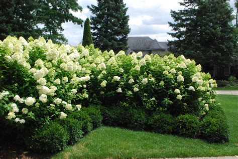 Limelight Hydrangea And Boxwood
