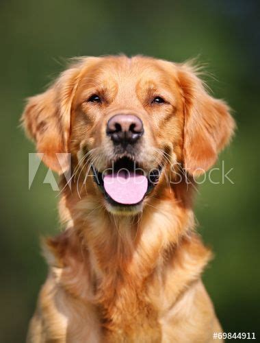 dog allergies golden retriever