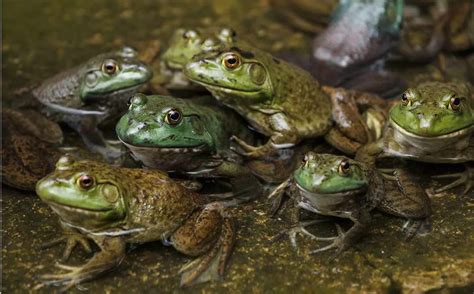 Image result for Frog Splits Stretch Tutorial