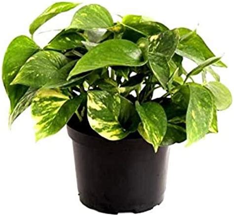 Sumit Greenery Money Plant: Beautiful Green Hanging Plant with Pot ...