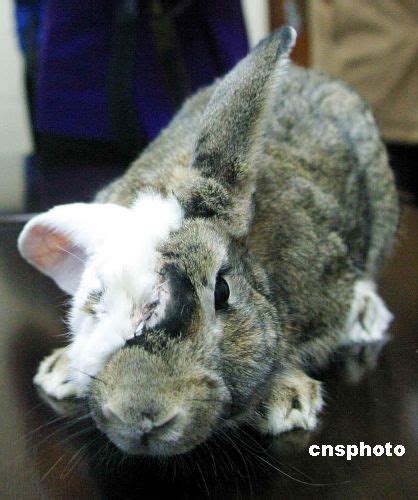 家养灰色兔子图片 - 站长素材