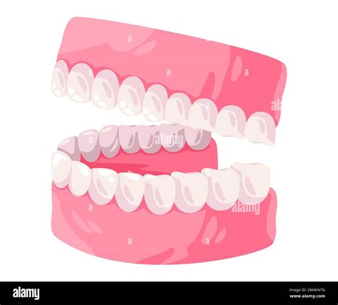 up and lower jaw mouth gums and teeth orthodonthic drawing illustration Stock Vector Image & Art ...