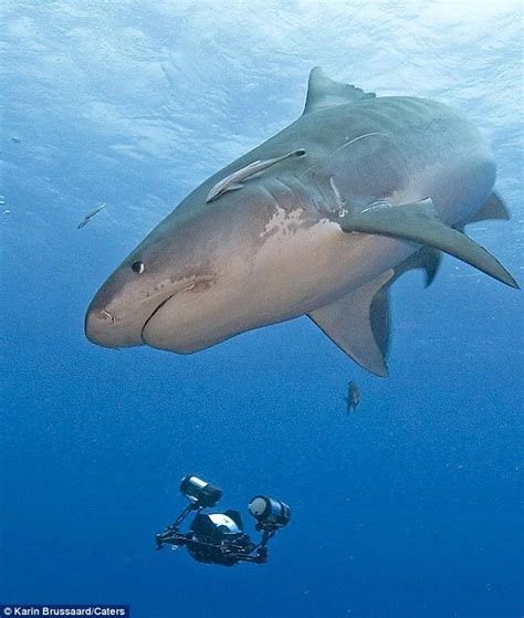 史上最危险的八大鲨鱼，大白鲨都不算什么！-动物视频-搜狐视频