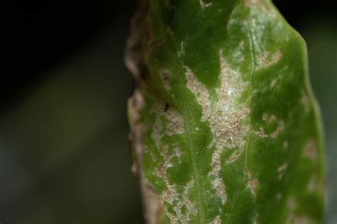 Scientists warn of invasive plant pest; say early detection, reporting ...