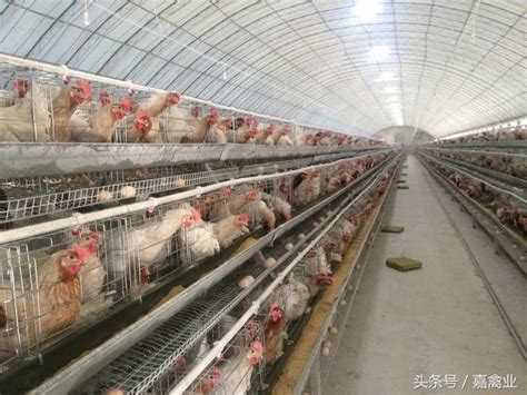 农村散养鸡技术，各阶段饲养管理方法大全，用干撒发酵床低养殖成本