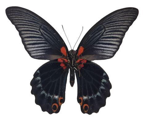 Great Mormon 070909 | Beautiful butterfly photography, Beautiful ...