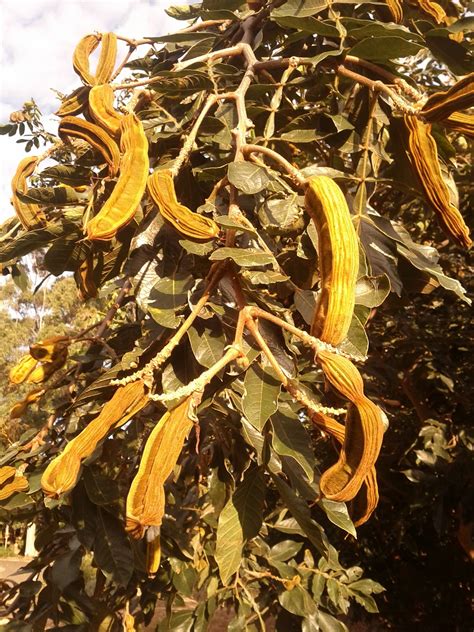 How To Grow Ice Cream Bean Tree From Seed at Ty Pace blog