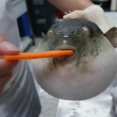 Pufferfish Eating Carrot