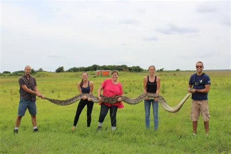 Image result for 40-Foot Python