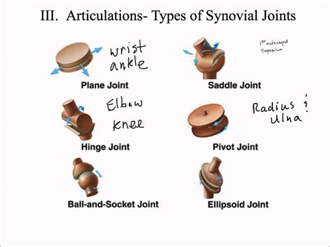What Are The 6 Different Types Of Joints at Jennifer Varner blog