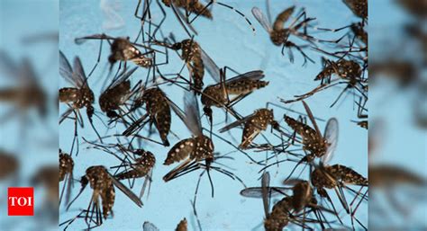 Dengue: Unclean surroundings, water scarcity add to dengue woes | Goa ...