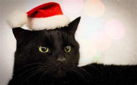 🔥 [70+] Black Cat Christmas Wallpapers | WallpaperSafari