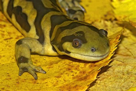 Kansas Barred Tiger Salamander