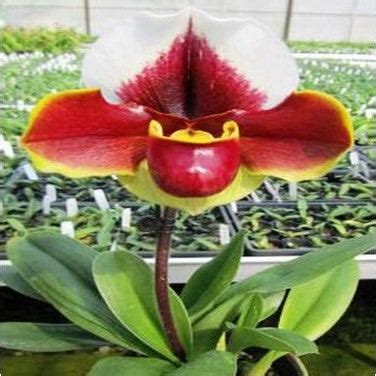 Yiying Sweet Crown X Enzan Rose Crown - Gabbar Farms