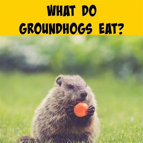 What Do Groundhogs Eat? Unearthing the Mystery of the Groundhog Diet ...