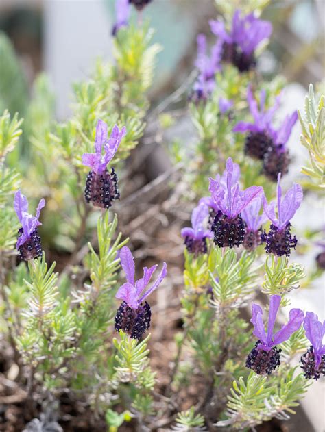 French Lavender vs. English Lavender: Differences and Similarities - Tastylicious