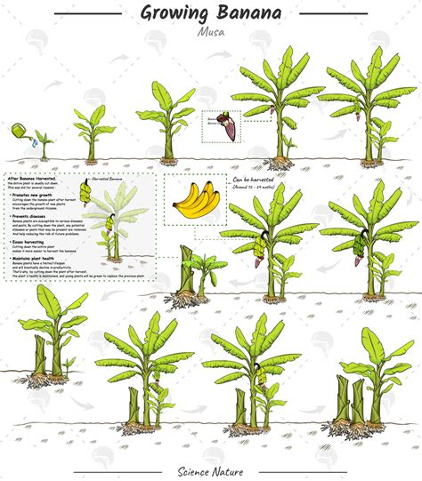 Growing Banana Tree Musa Development